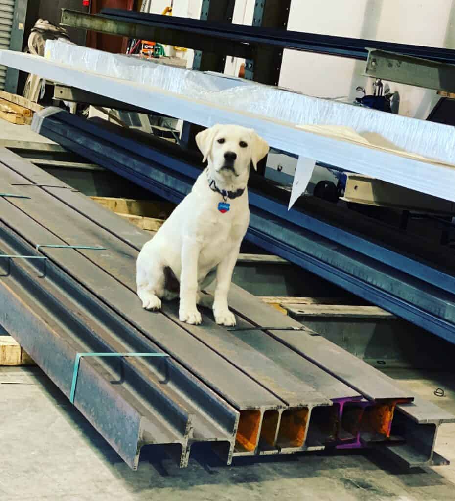 Charly the Spahr office dog inspecting the latest shipment of metric metal I-Beam